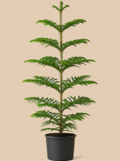 Araucaria Heterophylla - Arokarya Çam 160 cm -  Salonofisbitkileri - Lalezar Botanik