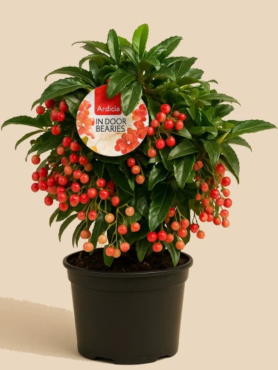 Ardisia -  Salonofisbitkileri - Lalezar Botanik