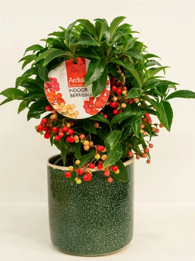 Ardisia Dekoratif Saksılı Ardisia Dekoratif Saksılı -  Salonofisbitkileri - Lalezar Botanik