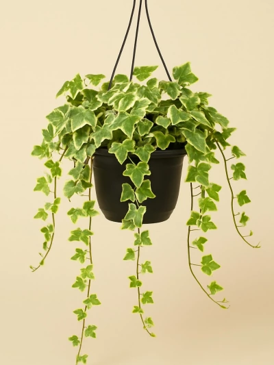 Askılı Hedera Alacalı 130 cm -  Salonofisbitkileri - Lalezar Botanik