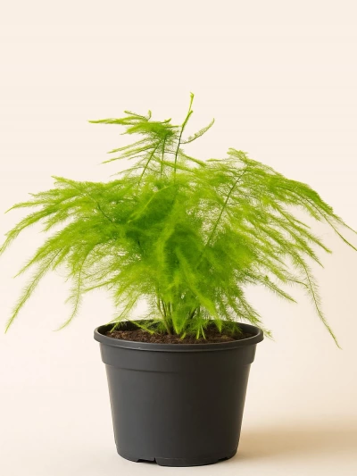 Asparagus Setaceus - Kuş Konmaz -  Salonofisbitkileri - Lalezar Botanik