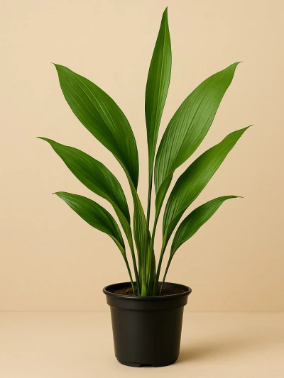 Aspidistra Elatior -  Salonofisbitkileri - Lalezar Botanik