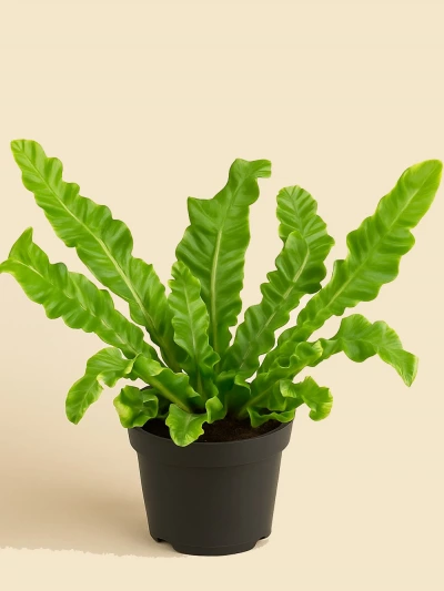 Asplenium Nidus Crispy Wave -  Salonofisbitkileri - Lalezar Botanik