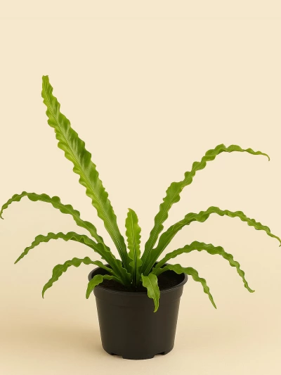 Asplenium Osaka -  Salonofisbitkileri - Lalezar Botanik