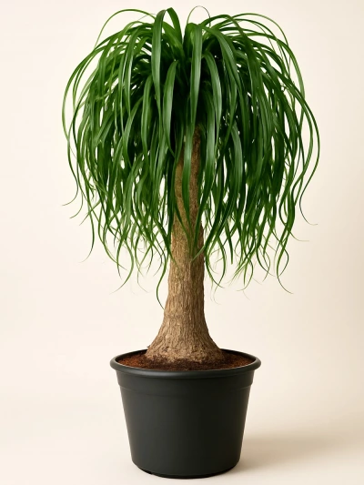 Beaucarnea Recurvata Nolina - Fil Ayağı 110 cm -  Salonofisbitkileri - Lalezar Botanik