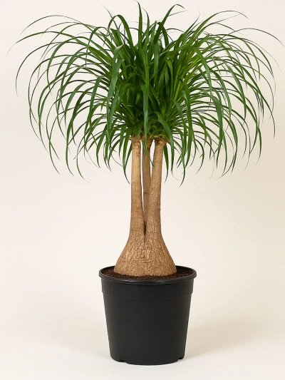 Beaucarnea Recurvata Nolina - Fil Ayağı 90 cm -  Salonofisbitkileri - Lalezar Botanik