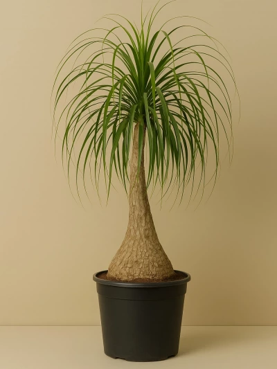 Beaucarnea Recurvata Nolina - Fil Ayağı 4 -  Salonofisbitkileri - Lalezar Botanik