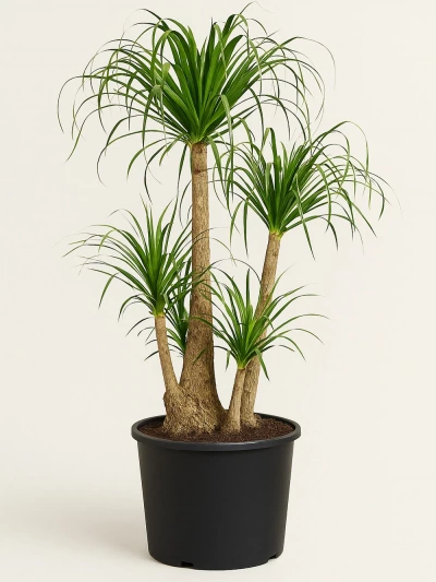 Beaucarnea Recurvata Nolina - Fil Ayağı 150 cm -  Salonofisbitkileri - Lalezar Botanik