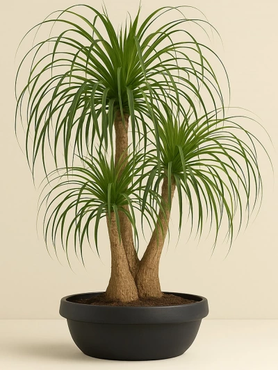 Beaucarnea Recurvata Nolina - Fil Ayağı 250 cm -  Salonofisbitkileri - Lalezar Botanik