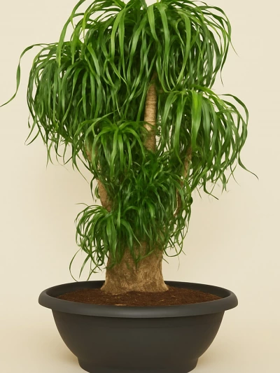 Beaucarnea Recurvata Nolina - Fil Ayağı 100 cm -  Salonofisbitkileri - Lalezar Botanik