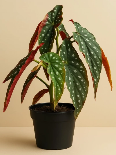 Begonia Maculata -  Salonofisbitkileri - Lalezar Botanik