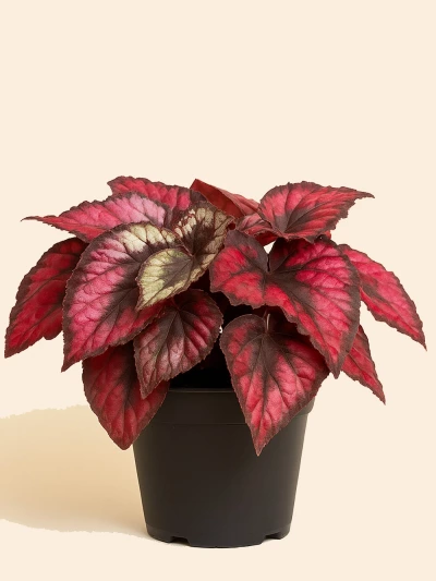 Begonia Rex 2 -  Salonofisbitkileri - Lalezar Botanik