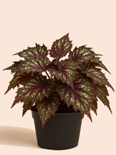 Begonia Rex 3 -  Salonofisbitkileri - Lalezar Botanik