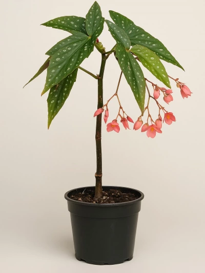 Begonia Tamaya -  Salonofisbitkileri - Lalezar Botanik