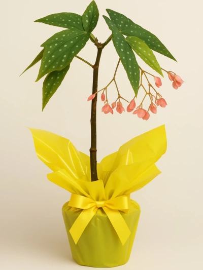 Begonia Tamaya Hediye Paketli Begonia Tamaya Hediye Paketli -  Salonofisbitkileri - Lalezar Botanik