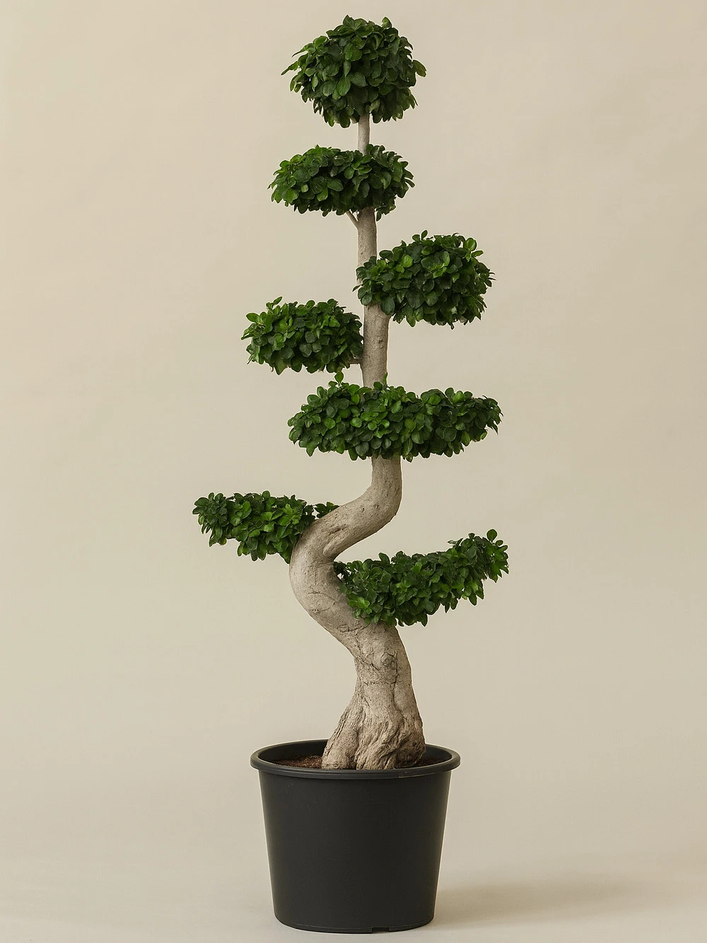 Bonsai XL 250 cm -  Salonofisbitkileri - Lalezar Botanik