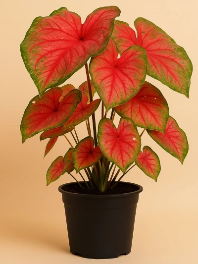 Caladium - Melek Kanadı 2 -  Salonofisbitkileri - Lalezar Botanik