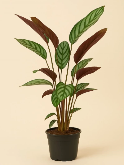 Calathea Ctenanthe Dua Çiçeği -  Salonofisbitkileri - Lalezar Botanik
