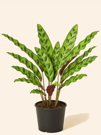 Calathea Lancifolia Dua Çiçeği -  Salonofisbitkileri - Lalezar Botanik