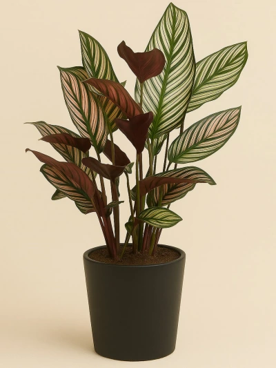 Calathea Majestica White Star Dua Çiçeği -  Salonofisbitkileri - Lalezar Botanik