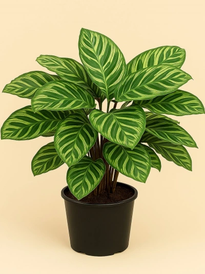 Calathea Makoyana Dua Çiçeği -  Salonofisbitkileri - Lalezar Botanik