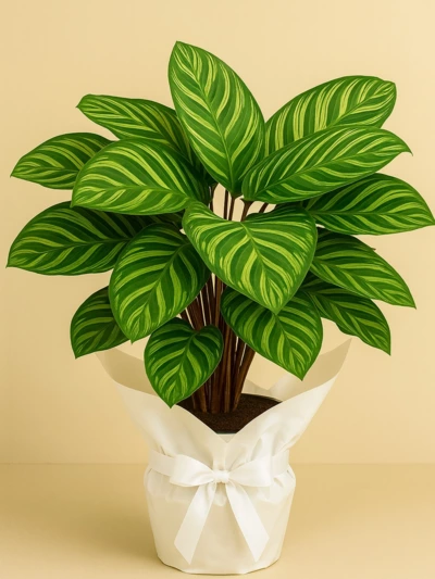 Calathea Makoyana Dua Çiçeği Hediye Paketli Calathea Makoyana Dua Çiçeği Hediye Paketli -  Salonofisbitkileri - Lalezar Botanik