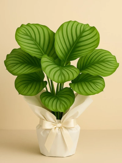 Calathea Orbifolia Dua Çiçeği Hediye Paketli Calathea Orbifolia Dua Çiçeği Hediye Paketli -  Salonofisbitkileri - Lalezar Botanik