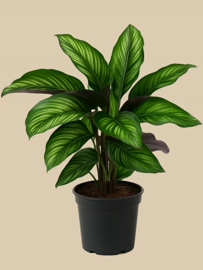 Calathea Beauty Star Dua Çiçeği -  Salonofisbitkileri - Lalezar Botanik