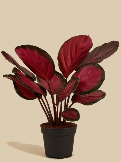 Calathea Picturata Crimson Dua Çiçeği -  Salonofisbitkileri - Lalezar Botanik