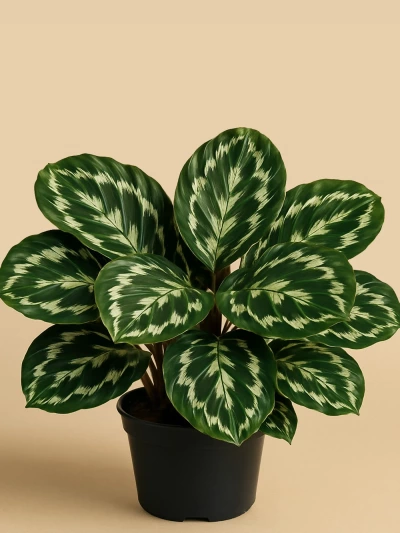 Calathea Roseopicta Medallion Dua Çiçeği -  Salonofisbitkileri - Lalezar Botanik