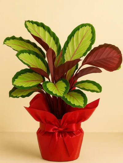 Calathea Roseopicta Silvia Dua Çiçeği Hediye Paketli Calathea Roseopicta Silvia Dua Çiçeği Hediye Paketli -  Salonofisbitkileri - Lalezar Botanik