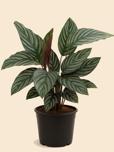 Calathea Sanderiana Dua Çiçeği -  Salonofisbitkileri - Lalezar Botanik