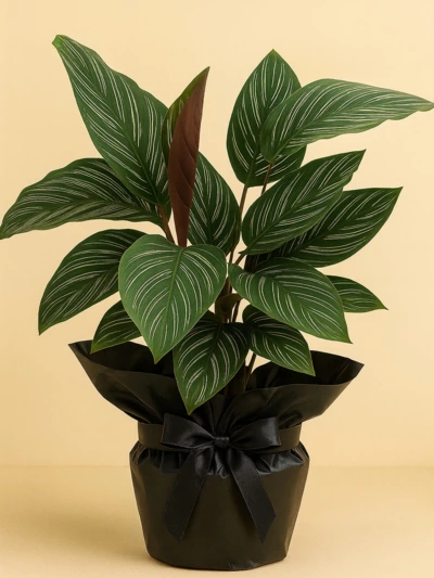 Calathea Sanderiana Dua Çiçeği Hediye Paketli Calathea Sanderiana Dua Çiçeği Hediye Paketli -  Salonofisbitkileri - Lalezar Botanik