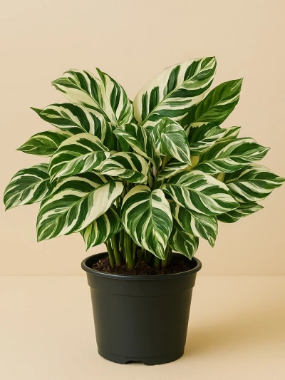 Calathea White Fusion Dua Çiçeği -  Salonofisbitkileri - Lalezar Botanik