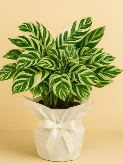 Calathea White Fusion Dua Çiçeği Hediye Paketli Calathea White Fusion Dua Çiçeği Hediye Paketli -  Salonofisbitkileri - Lalezar Botanik