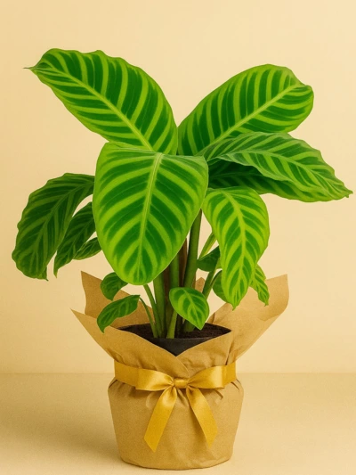 Calathea Zebrina Dua Çiçeği Hediye Paketli Calathea Zebrina Dua Çiçeği Hediye Paketli -  Salonofisbitkileri - Lalezar Botanik