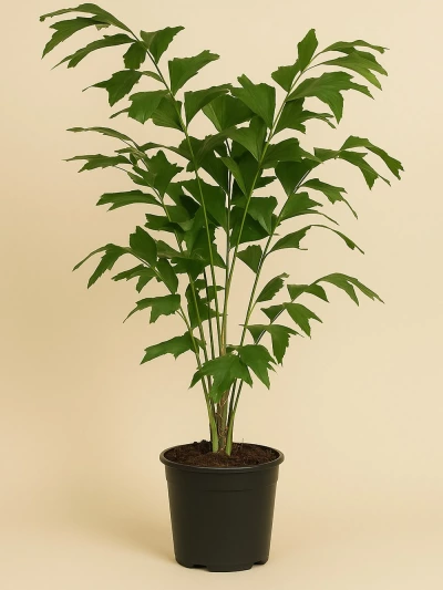 Caryota Mitis 150 cm -  Salonofisbitkileri - Lalezar Botanik