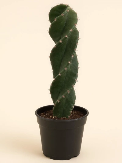 Cereus Forbesii Spiralis -  Salonofisbitkileri - Lalezar Botanik