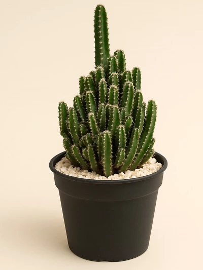 Cereus Peruvianus Paolina -  Salonofisbitkileri - Lalezar Botanik