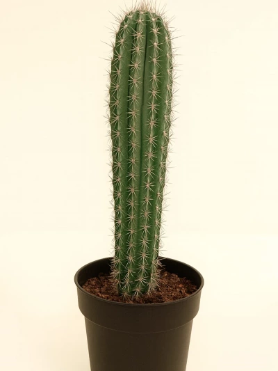Cereus Repandus 60 cm -  Salonofisbitkileri - Lalezar Botanik