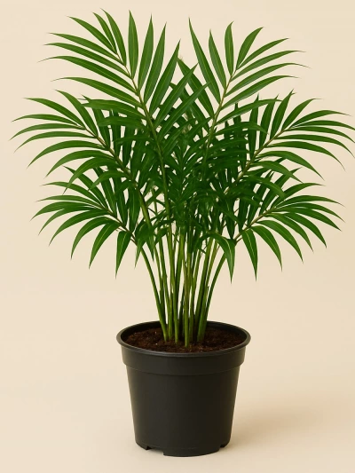 Chamaedorea Elegans -  Salonofisbitkileri - Lalezar Botanik