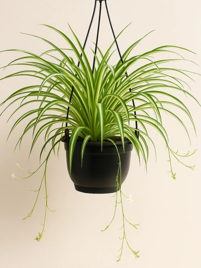 Chlorophytum Comosum - Kurdele Askılı -  Salonofisbitkileri - Lalezar Botanik