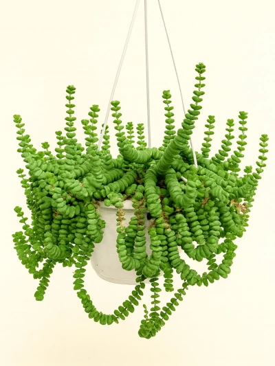 Crassula Rupestris -  Salonofisbitkileri - Lalezar Botanik