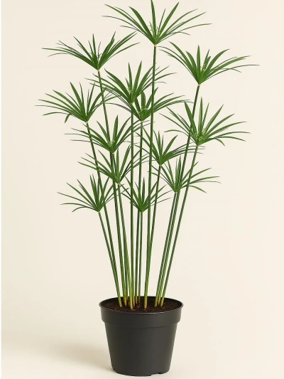 Cyperus Alternifolius Japon Şemsiyesi -  Salonofisbitkileri - Lalezar Botanik