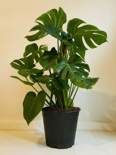 Deve Tabanı Monstera 85 cm-105 cm -  Salonofisbitkileri - Lalezar Botanik