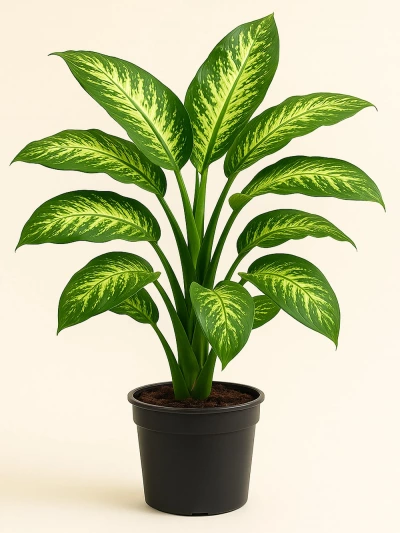 Dieffenbachia 80 cm -  Salonofisbitkileri - Lalezar Botanik