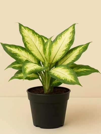 Dieffenbachia Camilla -  Salonofisbitkileri - Lalezar Botanik