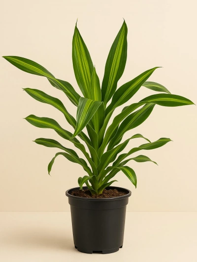Dracaena Burley -  Salonofisbitkileri - Lalezar Botanik