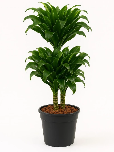 Dracaena Dorado 2 Kök -  Salonofisbitkileri - Lalezar Botanik