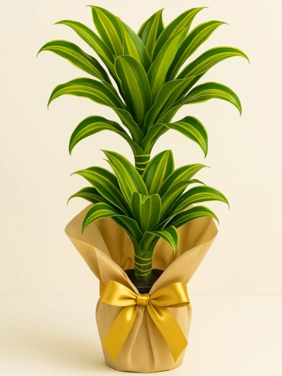 Dracaena Dorado 2 Kök 80 cm Hediye Paketli Dracaena Dorado 2 Kök 80 cm Hediye Paketli -  Salonofisbitkileri - Lalezar Botanik